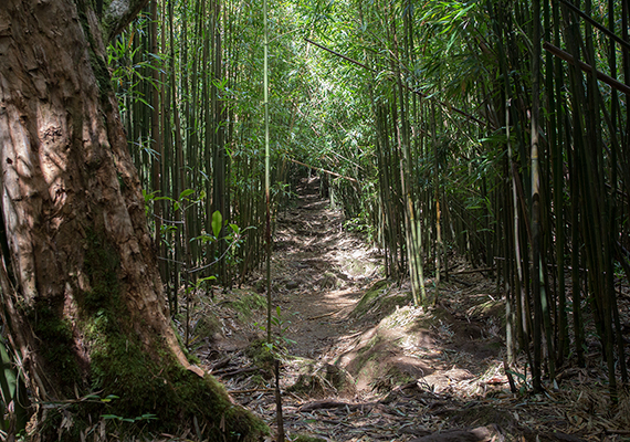 Dieser Bambuswald führte zu den "Manoa falls".